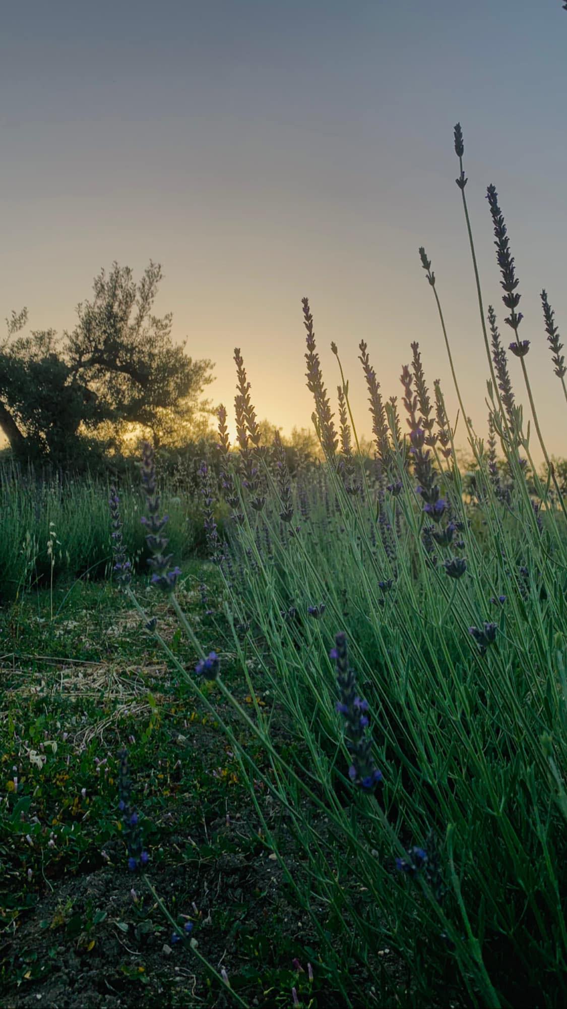 LAVANDA 1